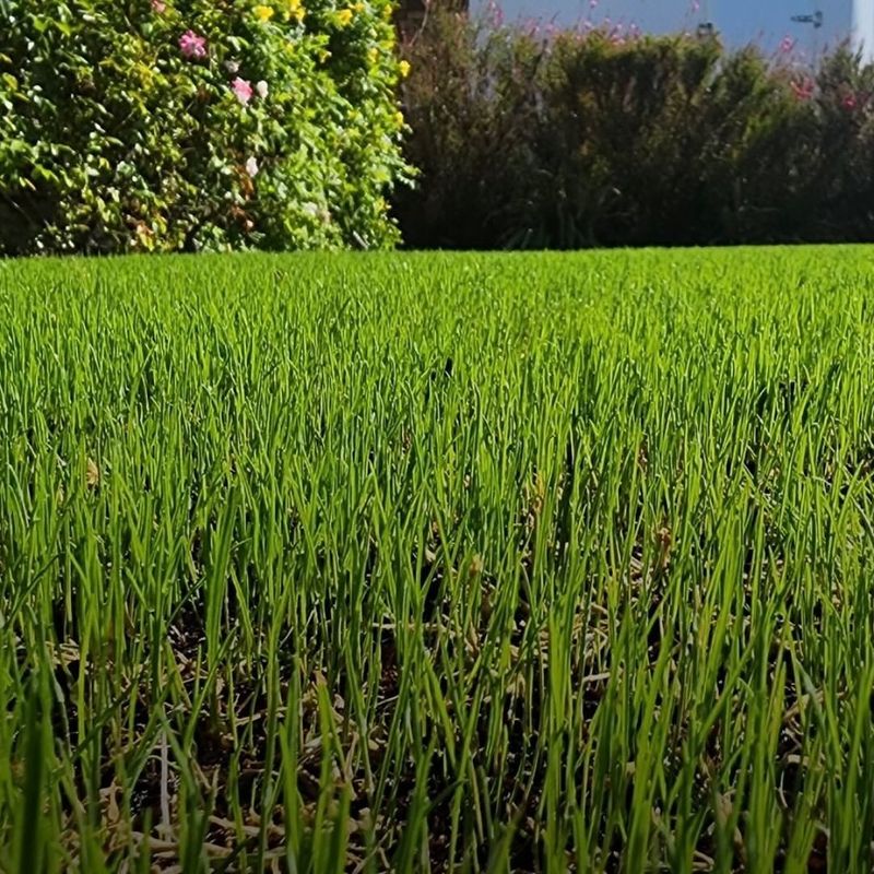 Ryegrass