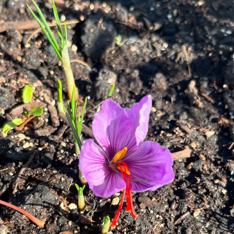 Saffron Crocus