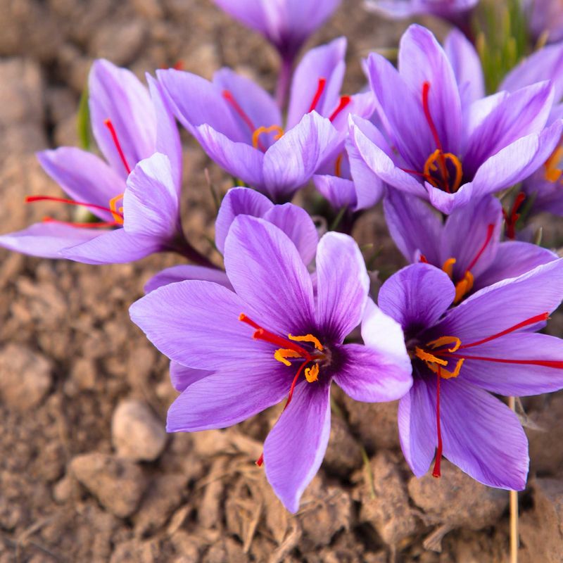 Saffron Crocus