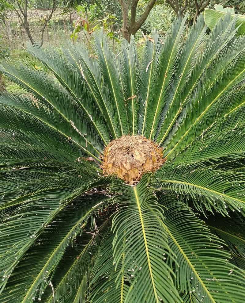 Sago Palm