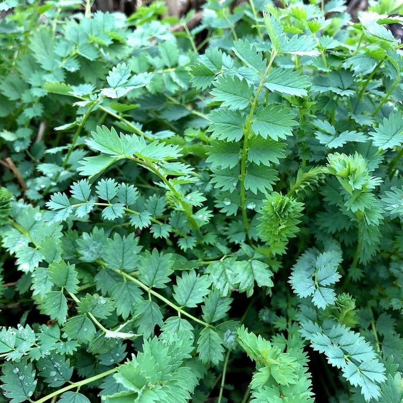 Salad Burnet