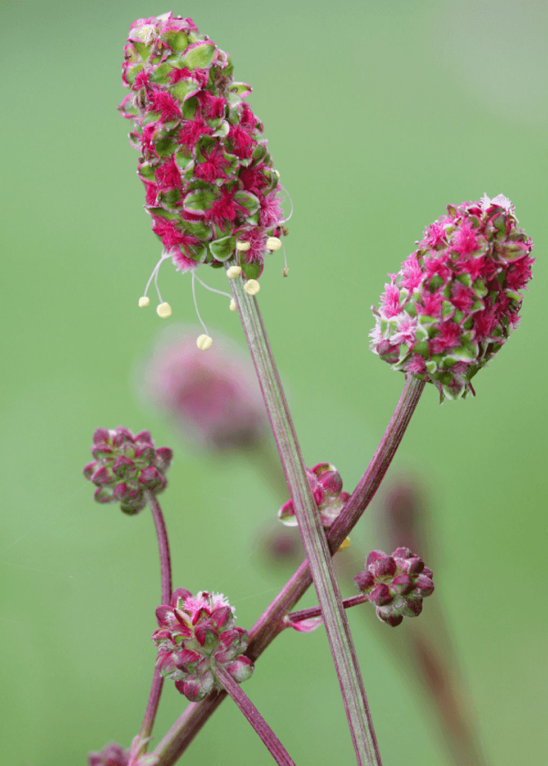 Salad Burnet