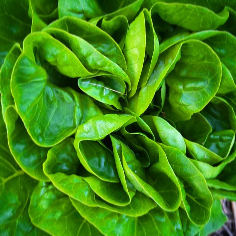 Salanova Lettuce