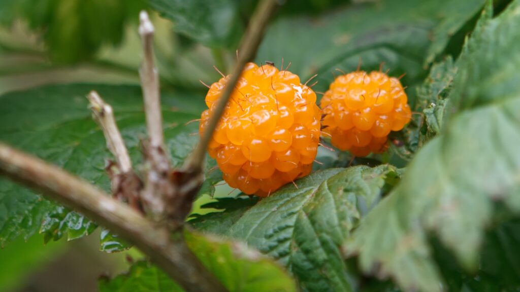salmonberry