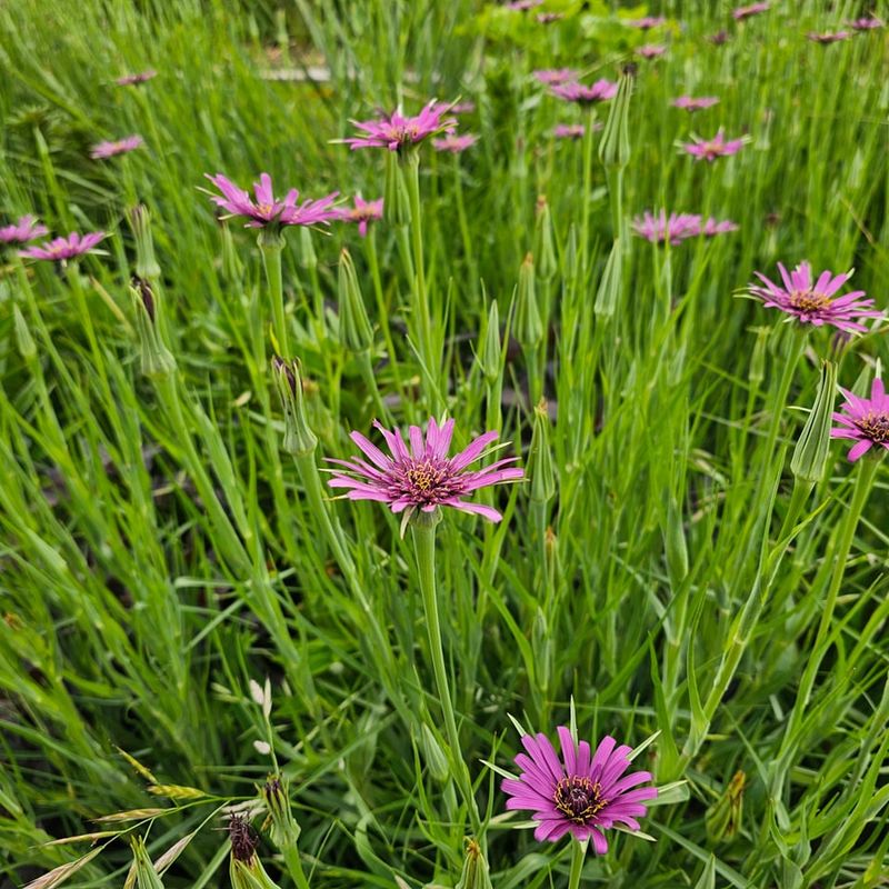 Salsify