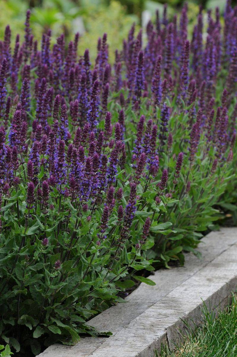 Salvia (Salvia nemorosa)