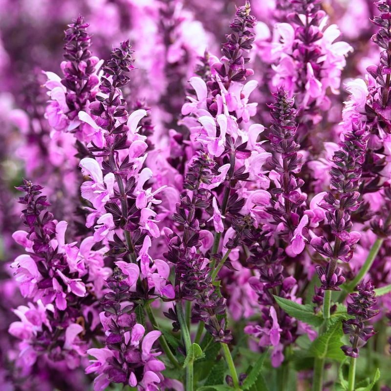 Salvia (Salvia nemorosa)