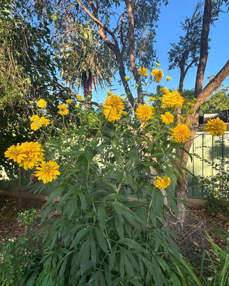 Salvia & Rudbeckia