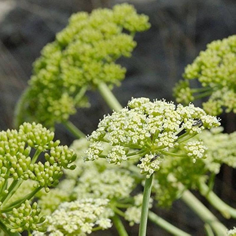 Samphire