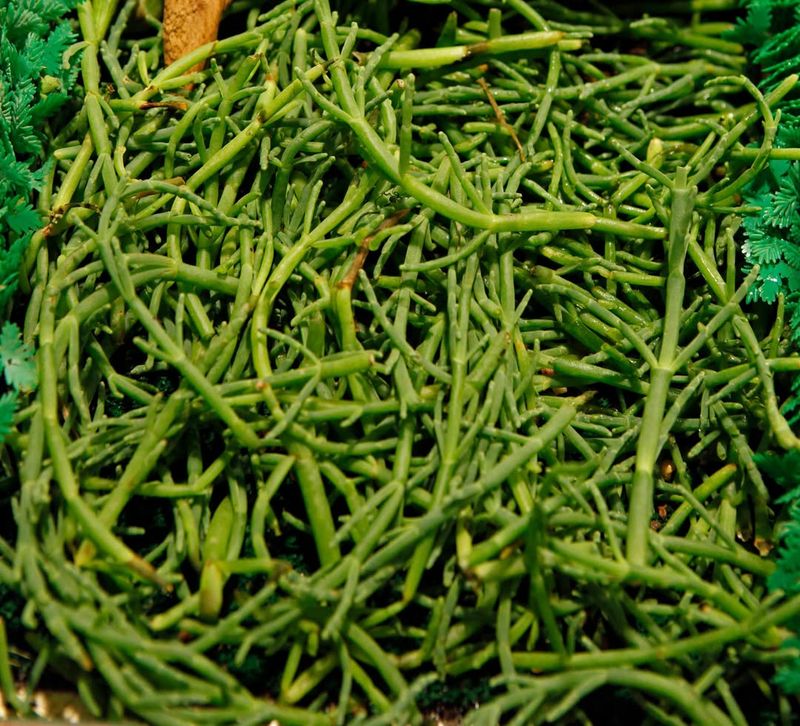 Samphire