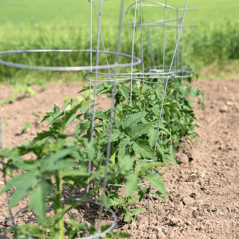 San Marzano Tomato