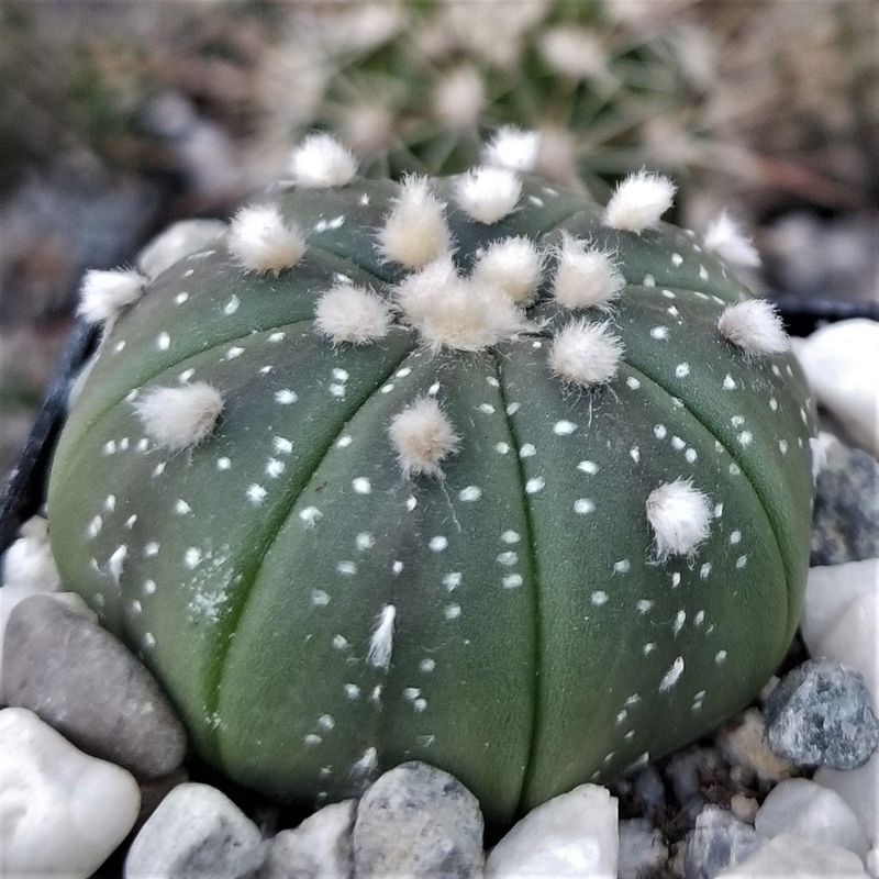 Sand Dollar Cactus