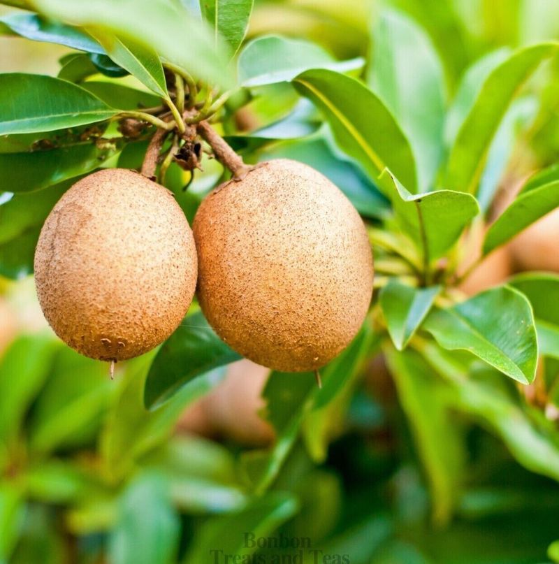 Sapodilla