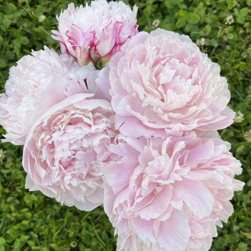 Sarah Bernhardt Peony