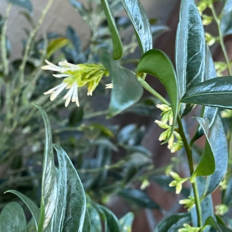 Sarcococca