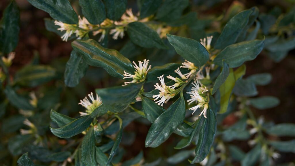 Sarcococca 