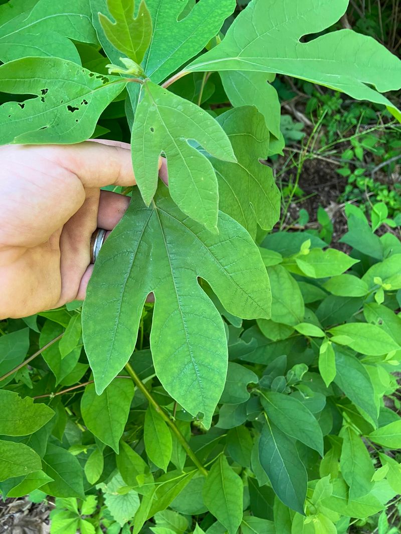 Sassafras