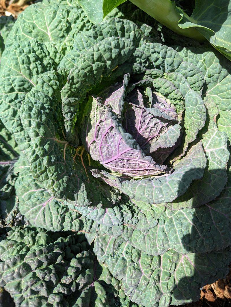 Savoy Cabbage