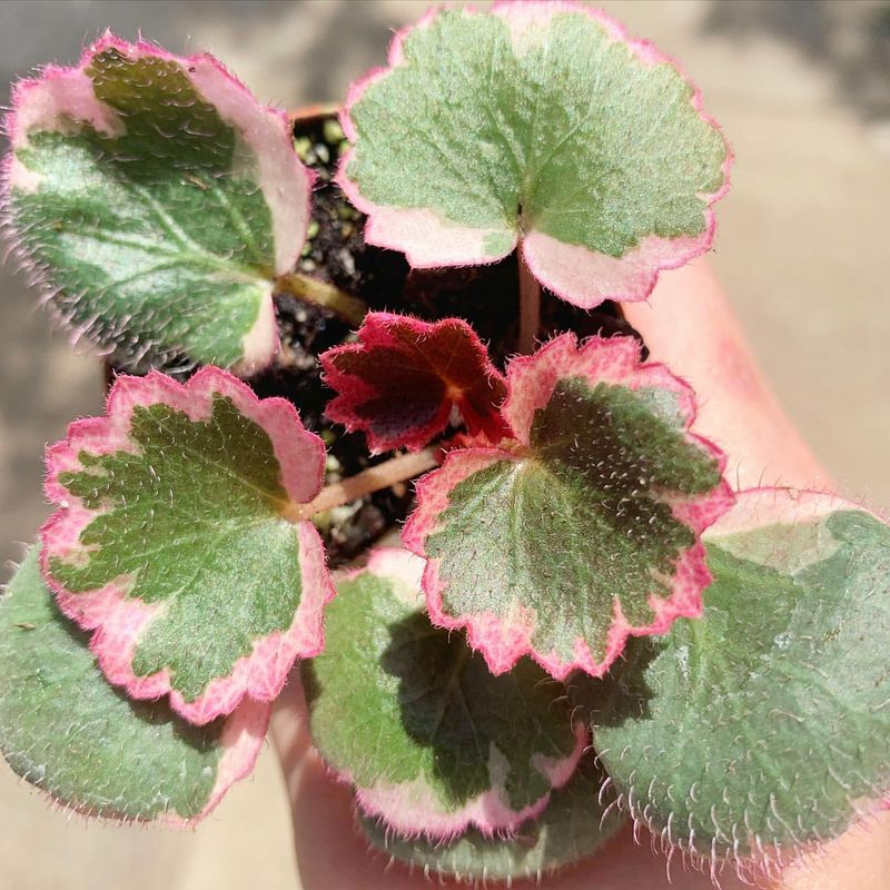 Saxifraga Stolonifera