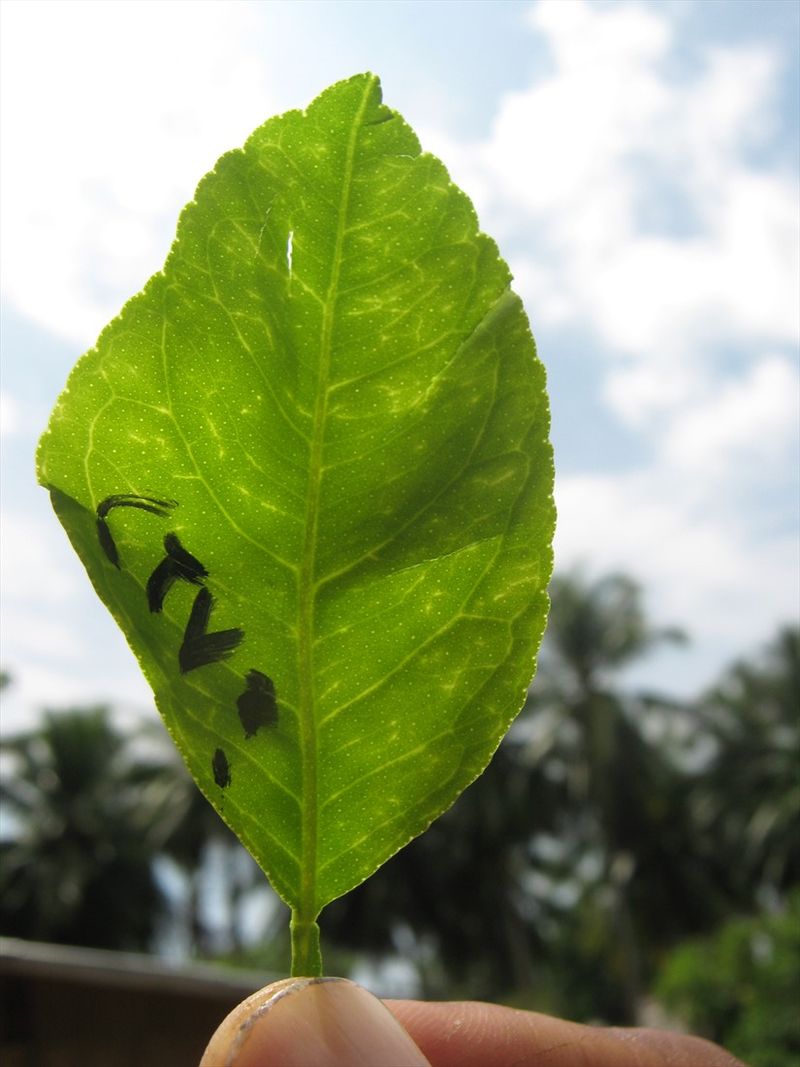 Citrus Tristeza Virus