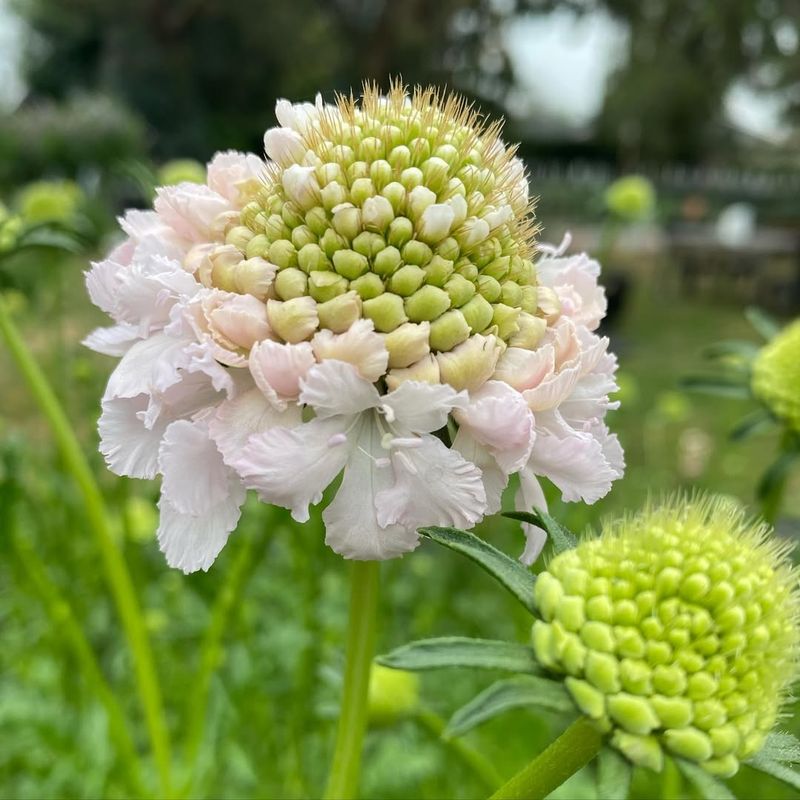 Scabiosa