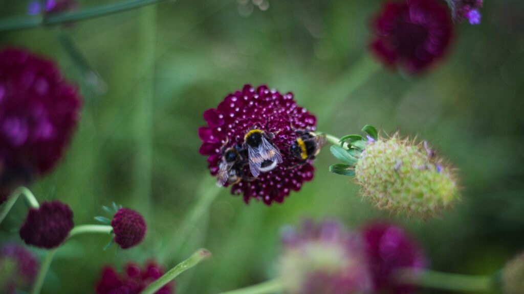 scabiosa
