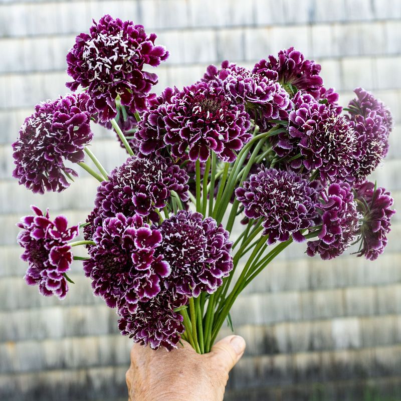 Scabiosa