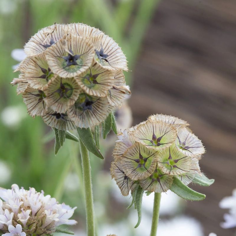 Scabiosa