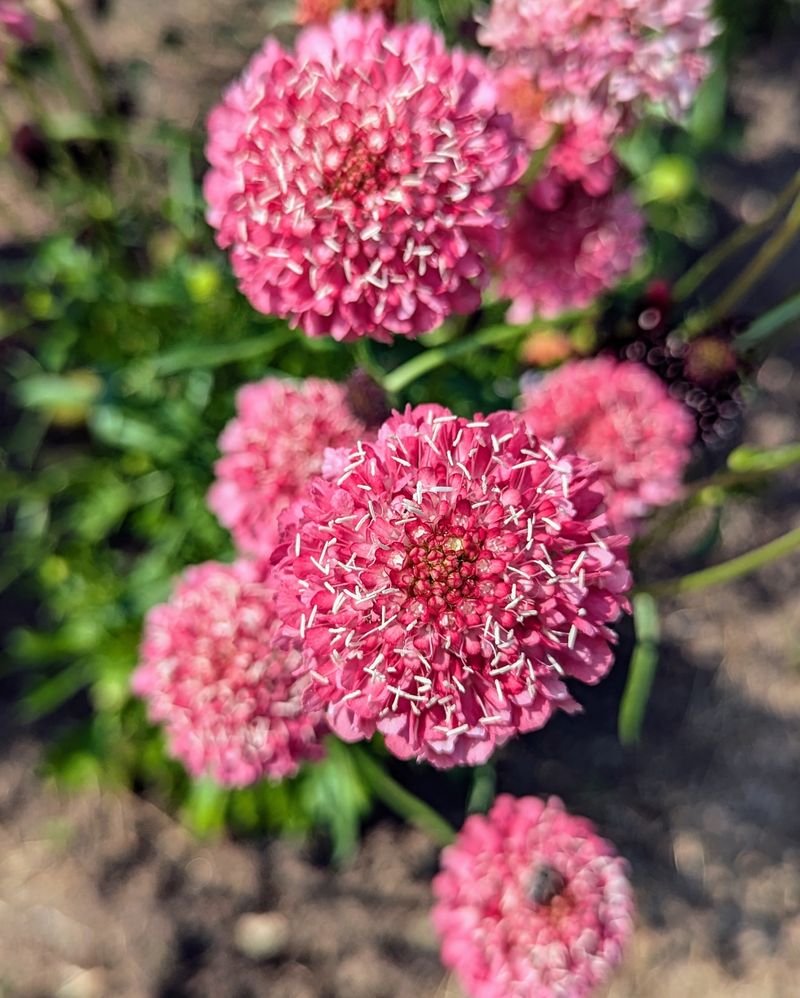 Scabiosa