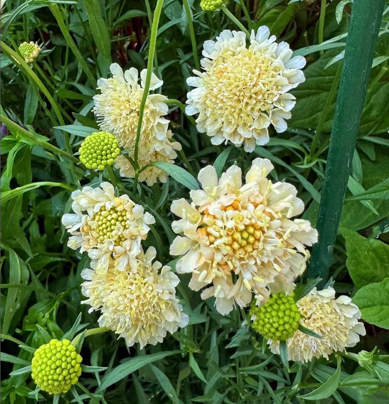 Scabiosa