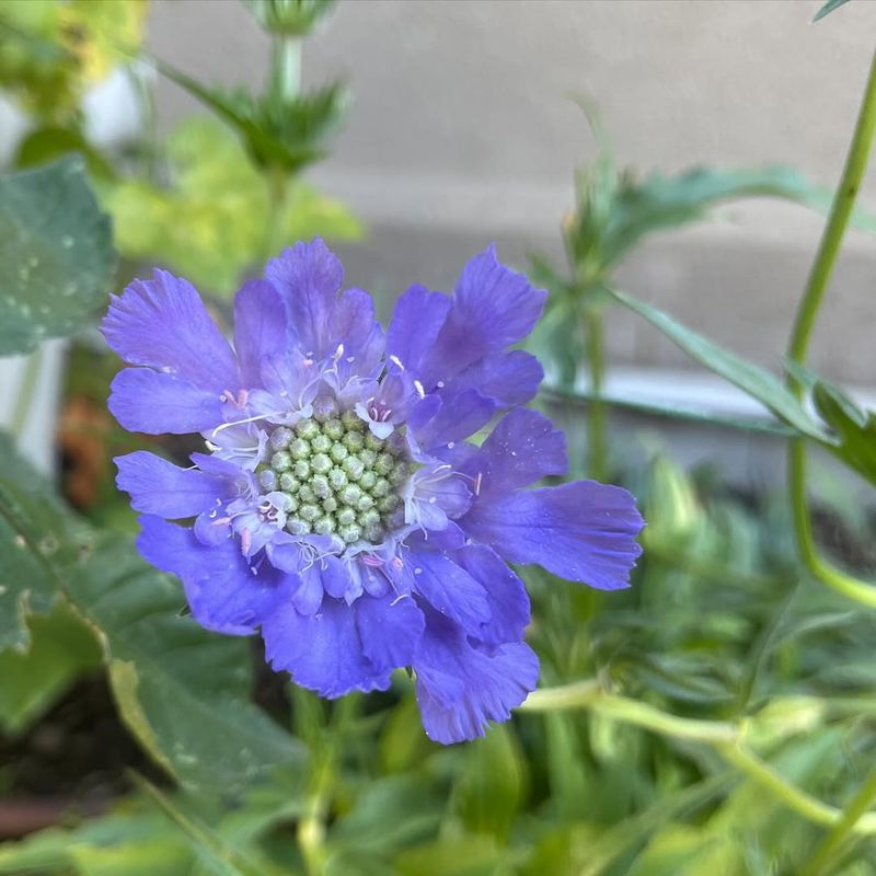 Scabiosa