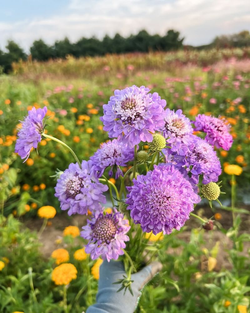 Scabiosa (Scabiosa atropurpurea)