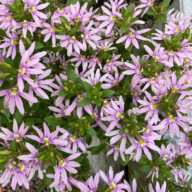 Scaevola