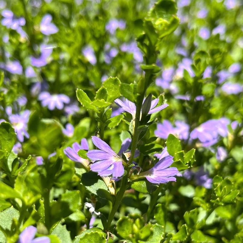 Scaevola