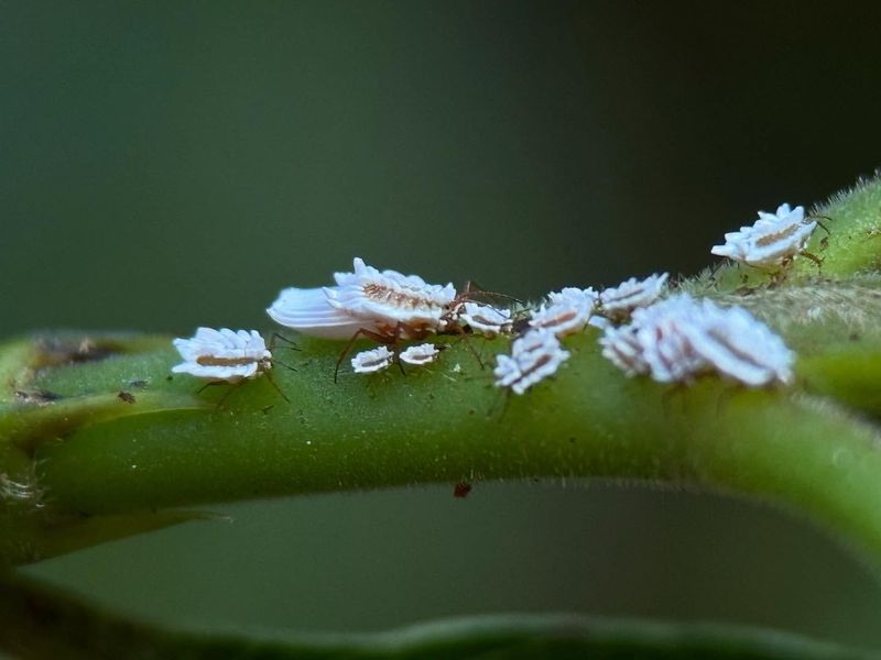 Scale Insects