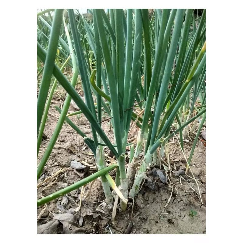 Scallions