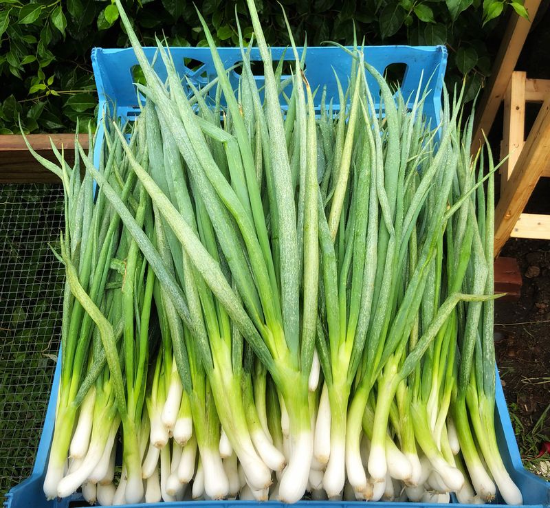 Scallions