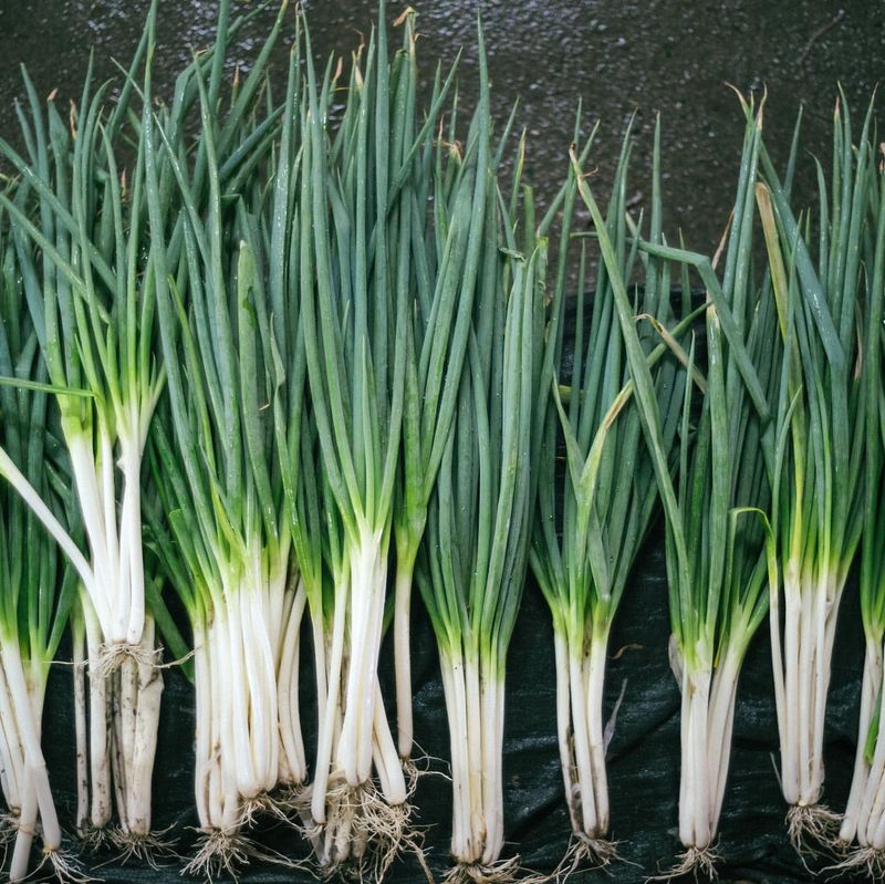 Scallions