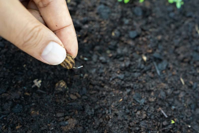 Scarify the Seed by Gently Nicking the Surface