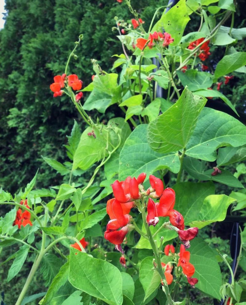 Scarlet Runner Bean