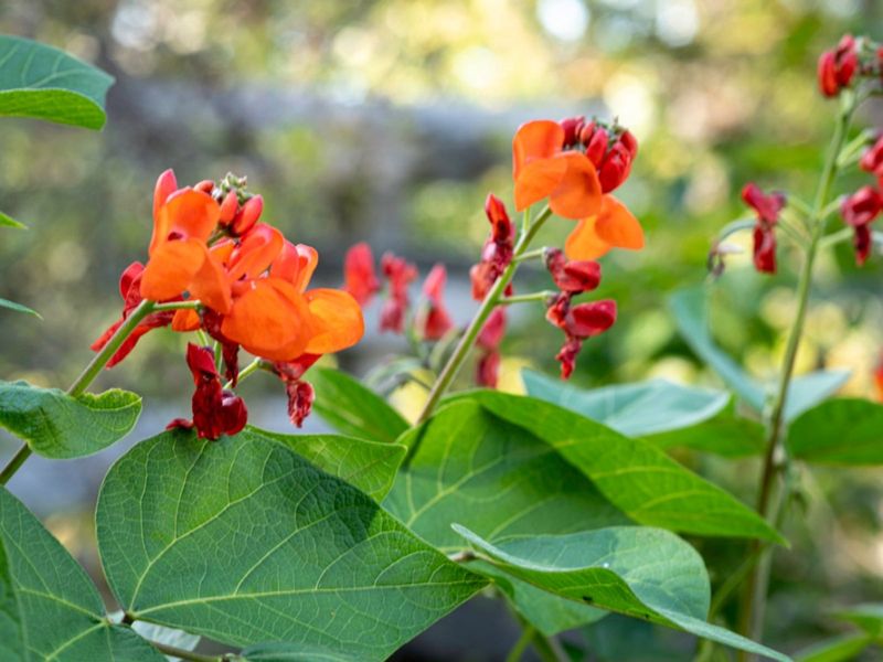 Scarlet Runner Bean