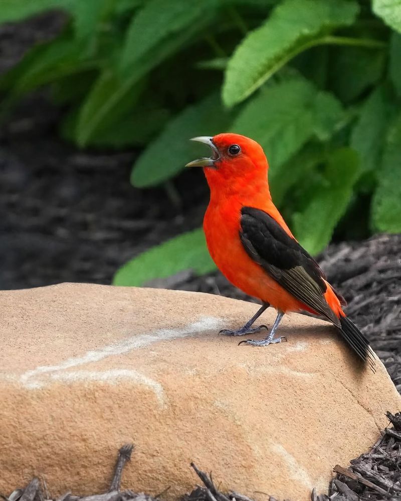 Scarlet Tanager