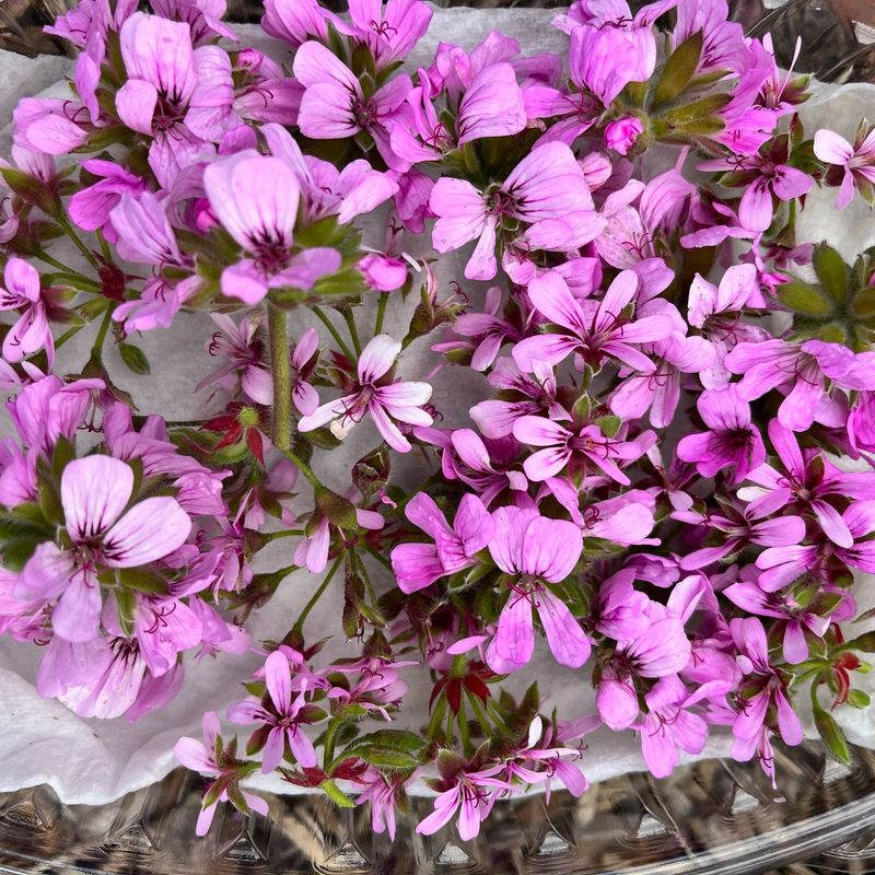 Scented Geranium