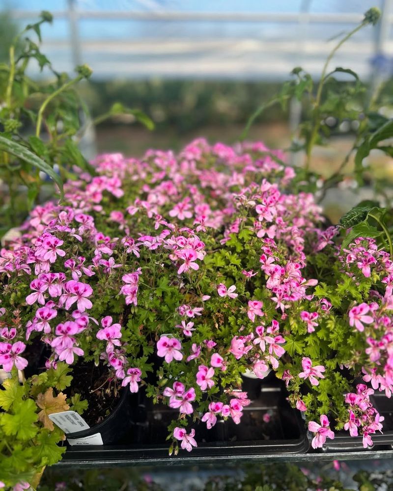 Scented Geraniums