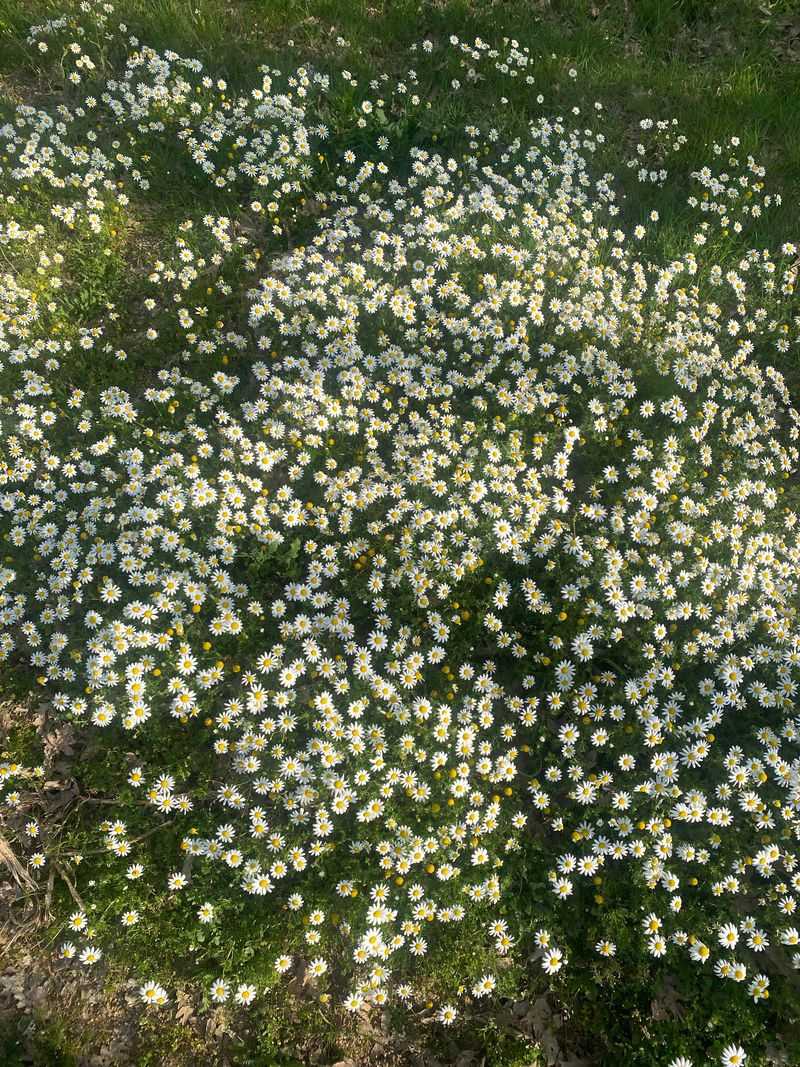 Scentless Mayweed