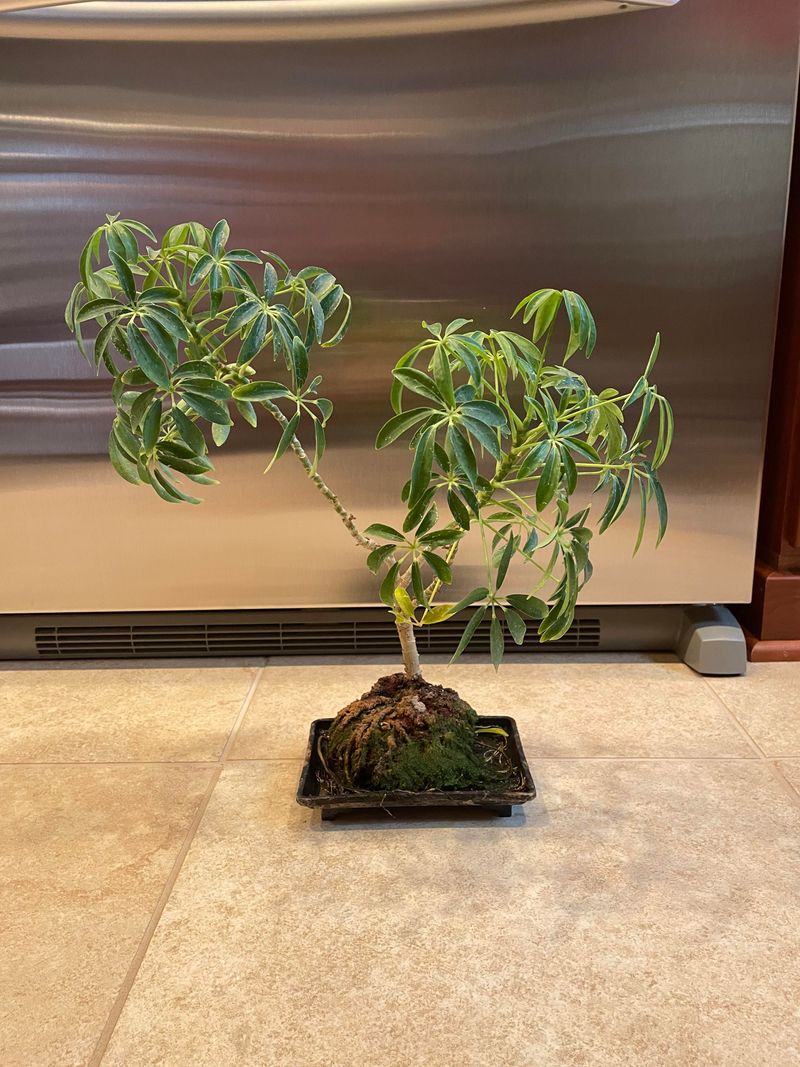 Schefflera