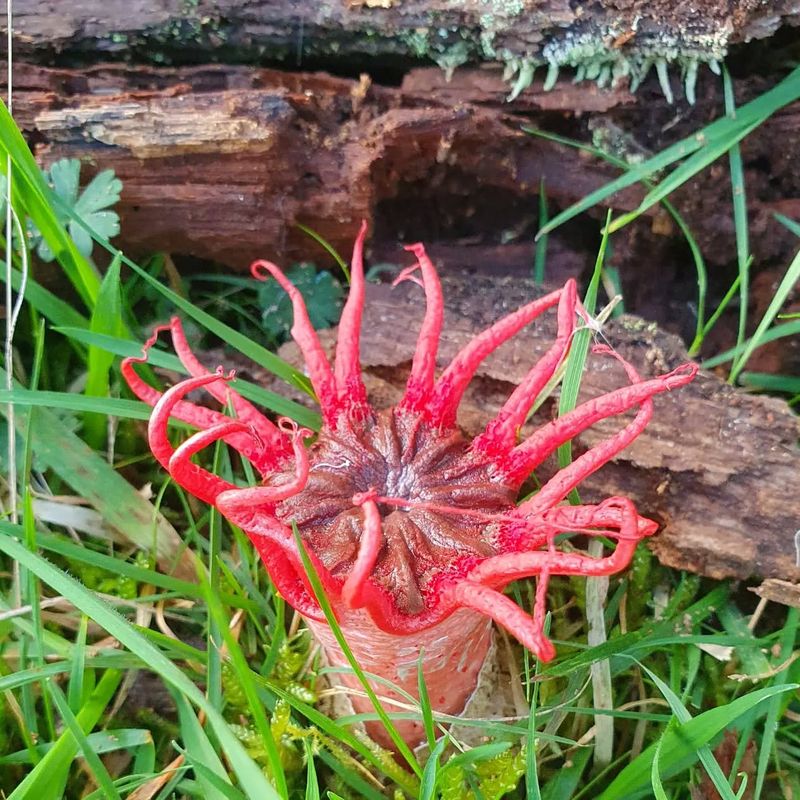 Sea Anemone Mushroom