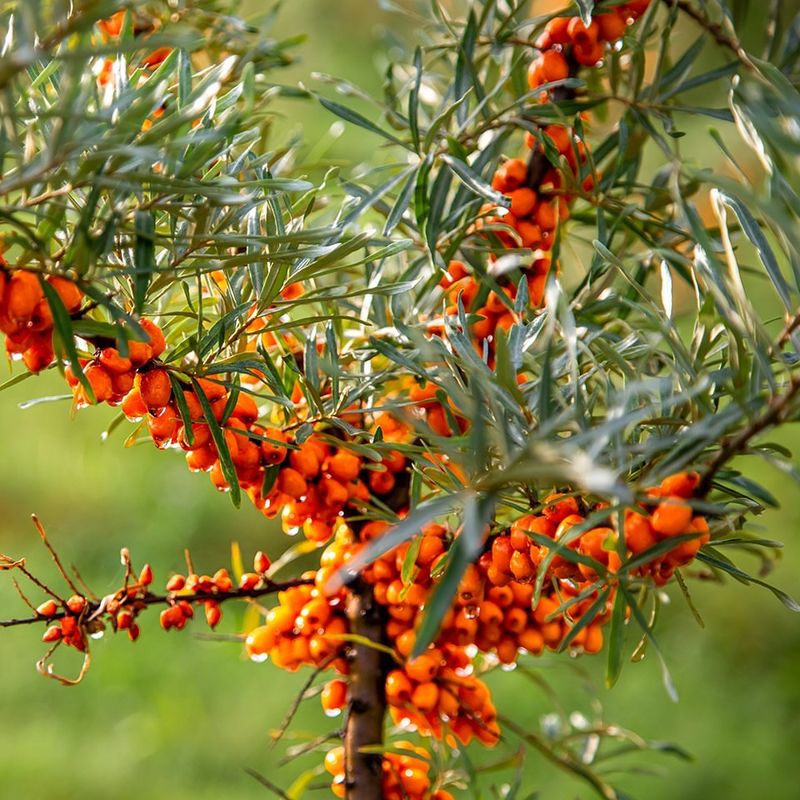 Sea Buckthorn