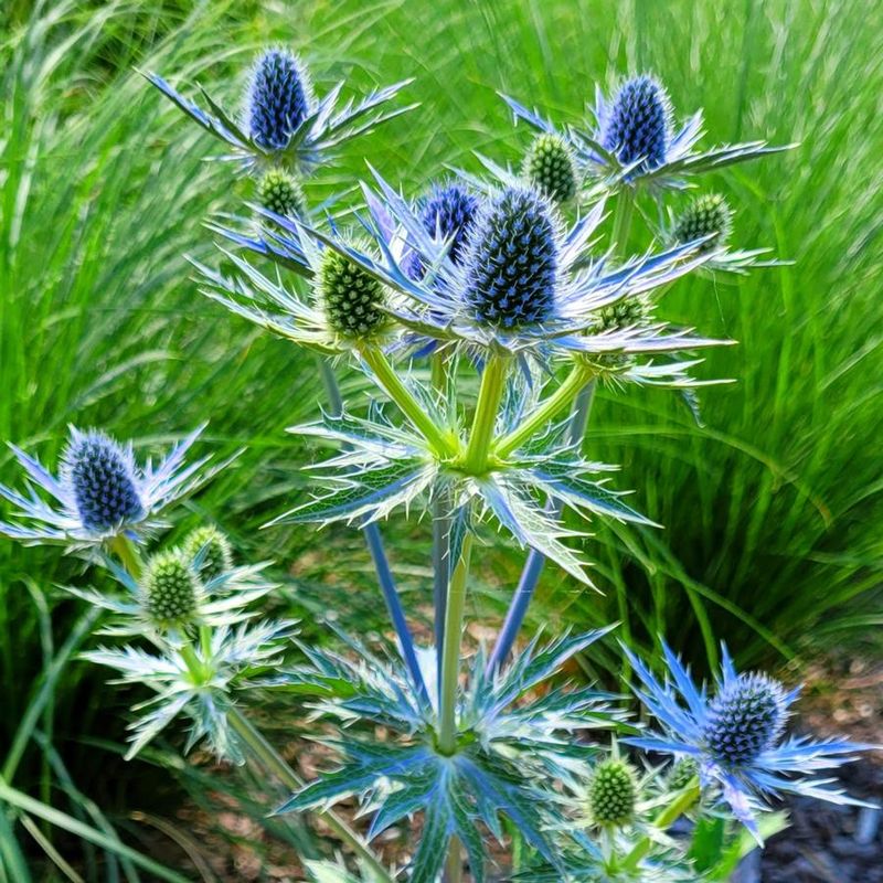 Sea Holly