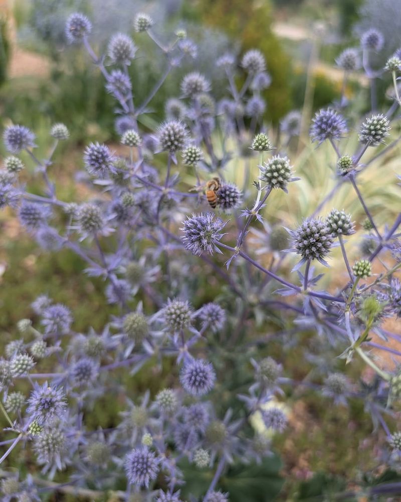 Sea Holly